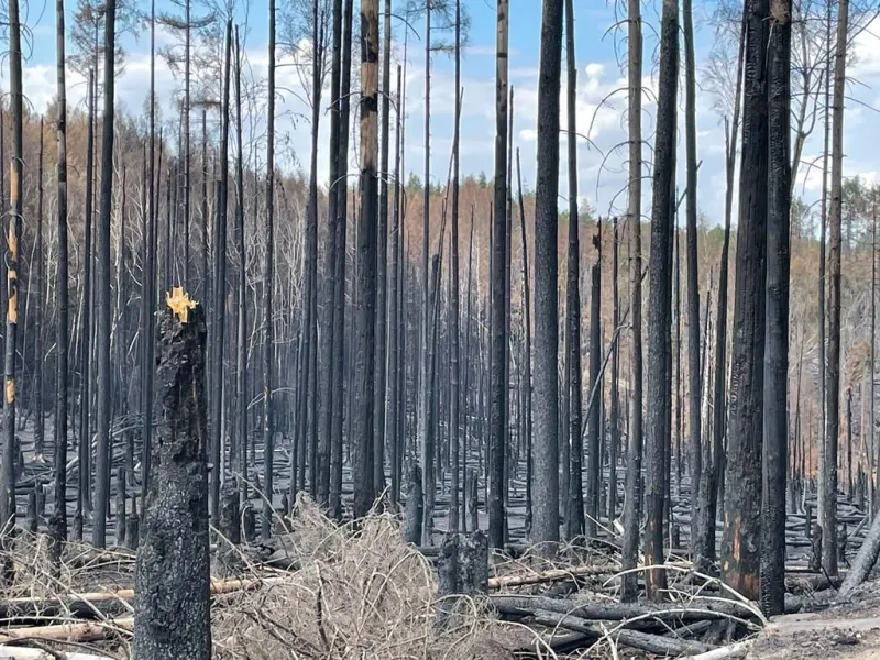 Farbfoto: verkohlte Baumstämme und verbrannter Waldboden